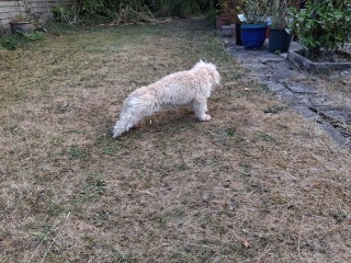 Does Anyone Else think Small Dogs Are Half Dog, Half Cat (lighthearted)
