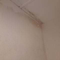 What could be cause of damp/moulds - how to get help