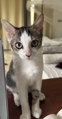 Kitten sadly passed away