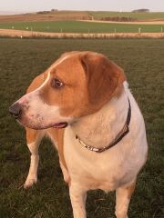 To be sick of people moaning about their pets and fireworks?