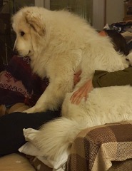Do you have a large-ish dog, e.g. Boxer and bigger that insists on being a lap dog, when it really isn't?