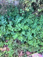 How do I get rid of this weed? It’s pretty determined.