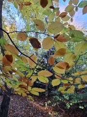 The Nigel Slater Christmas Chronicles Readalong 2025
