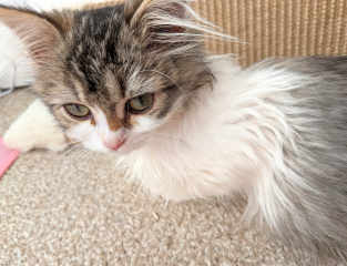 Scrawny 15 week old kitten