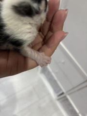 Who wants to wait whilst my kittens are born!