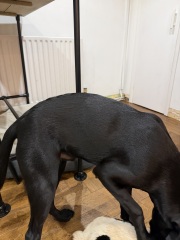 Puppy Survival Thread Autumn 2025 - all welcome!