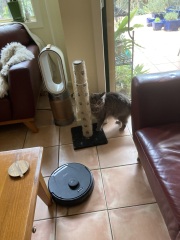 Scottish Tourism - the Excellent Cats debate Gizmo's suitability as a top influencer