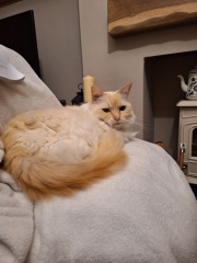 The Nigel Slater Christmas Chronicles Readalong 2025