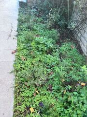 How do I get rid of this weed? It’s pretty determined.