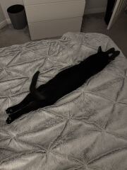 Cats with thumbs!