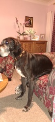 Do you have a large-ish dog, e.g. Boxer and bigger that insists on being a lap dog, when it really isn't?