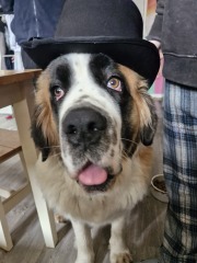 Cutest thing your dog does?
