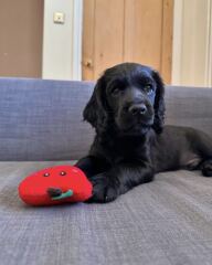 Beyond Adolescence - a thread to chat about grown up dogs, cake and anything else, excluding coffee.