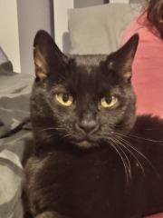 “Cats don’t have facial expressions”