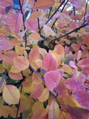 The Nigel Slater Christmas Chronicles Readalong 2025