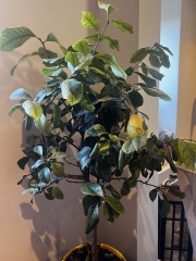 Help needed with sad lemon tree