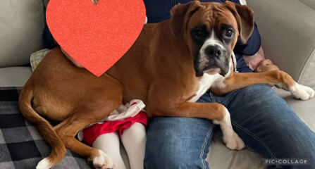 Do you have a large-ish dog, e.g. Boxer and bigger that insists on being a lap dog, when it really isn't?