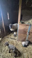Who wants to wait whilst my kittens are born!