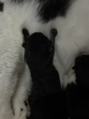 Who wants to wait whilst my kittens are born!