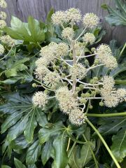 The Nigel Slater Christmas Chronicles Readalong 2025