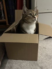 “Cats don’t have facial expressions”