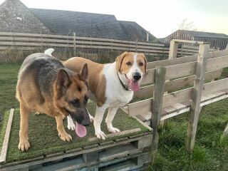 To be sick of people moaning about their pets and fireworks?