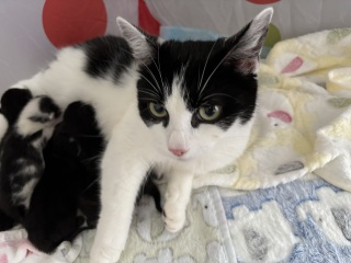 Who wants to wait whilst my kittens are born!