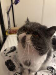 Paws crossed for Penelope please