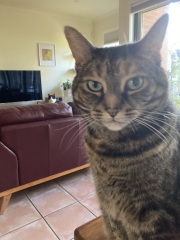 “Cats don’t have facial expressions”