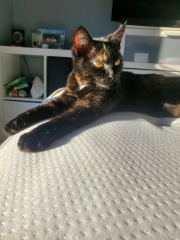 Our wee Tortie