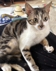 Kitten sadly passed away