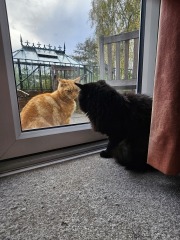 Scottish Tourism - the Excellent Cats debate Gizmo's suitability as a top influencer