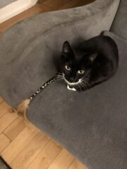 A bit of new (rescue) cat regret