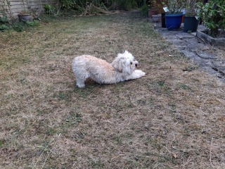Does Anyone Else think Small Dogs Are Half Dog, Half Cat (lighthearted)