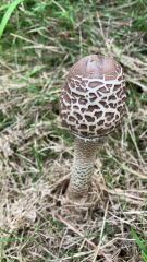 The Bluestocking - Raiders of the Lost Sparp