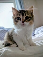 Scrawny 15 week old kitten