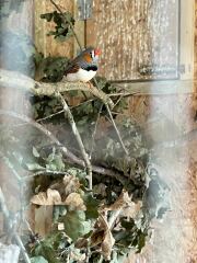 The Nigel Slater Christmas Chronicles Readalong 2025