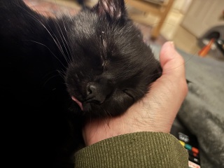 “Cats don’t have facial expressions”