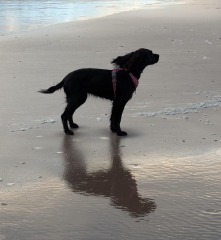 Beyond Adolescence - a thread to chat about grown up dogs, cake and anything else, excluding coffee.