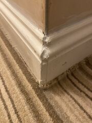 Cowboy tradesman - livid