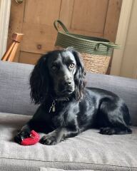 Beyond Adolescence - a thread to chat about grown up dogs, cake and anything else, excluding coffee.