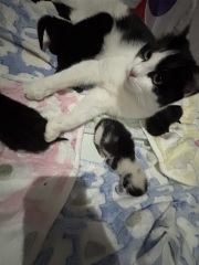 Who wants to wait whilst my kittens are born!