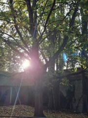 The Nigel Slater Christmas Chronicles Readalong 2025