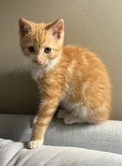 Dark mark/scab on kitten’s chin