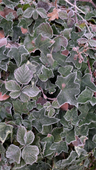 The Nigel Slater Christmas Chronicles readalong 2025 - Part 2