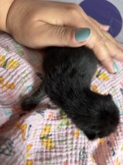 Who wants to wait whilst my kittens are born!