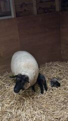 Who wants to wait whilst my kittens are born!