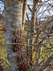 The Nigel Slater Christmas Chronicles Readalong 2025