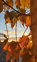 The Nigel Slater Christmas Chronicles readalong 2025 - Part 2