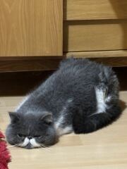 “Cats don’t have facial expressions”